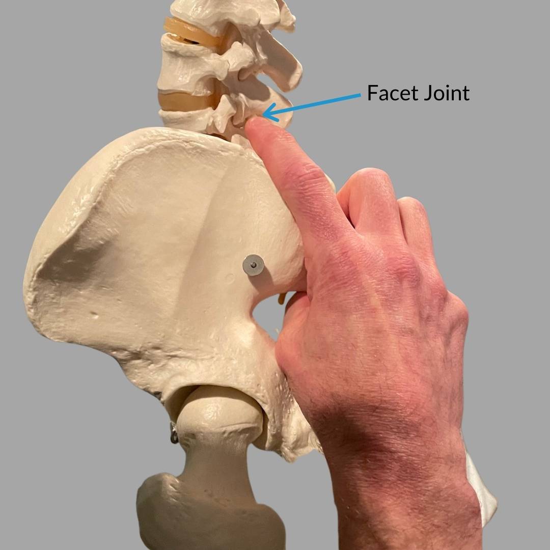facet joint (1) facet joint in spine