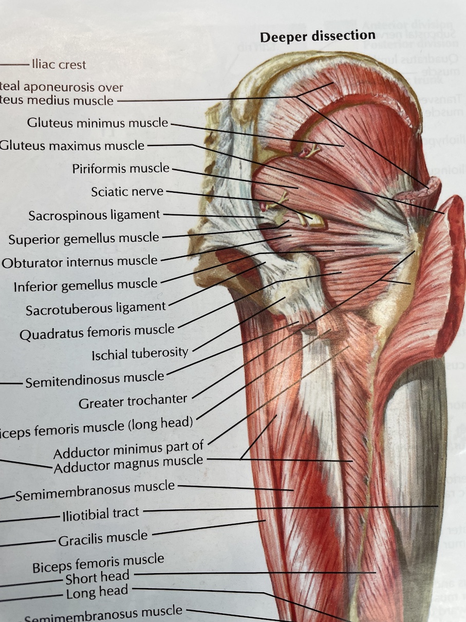 Sciatic Nerve Anatomy