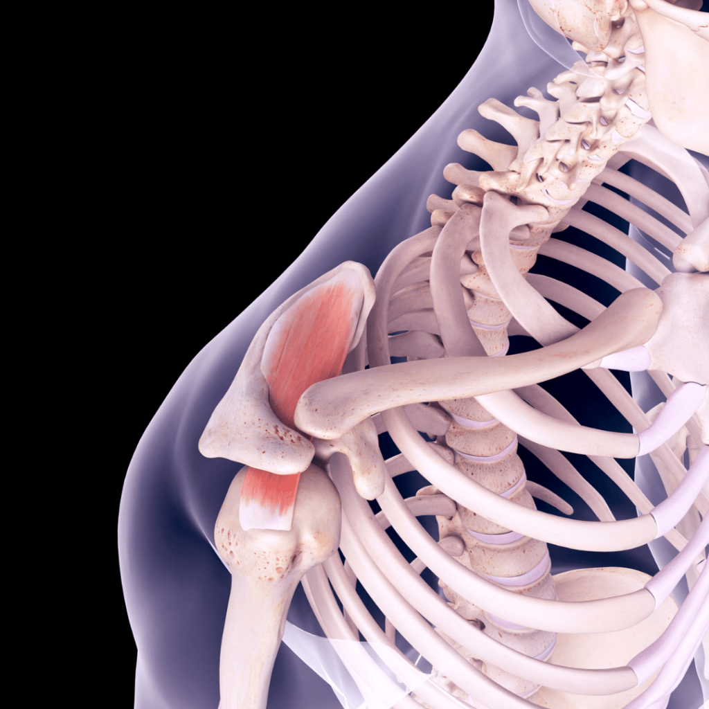 Supraspinatus