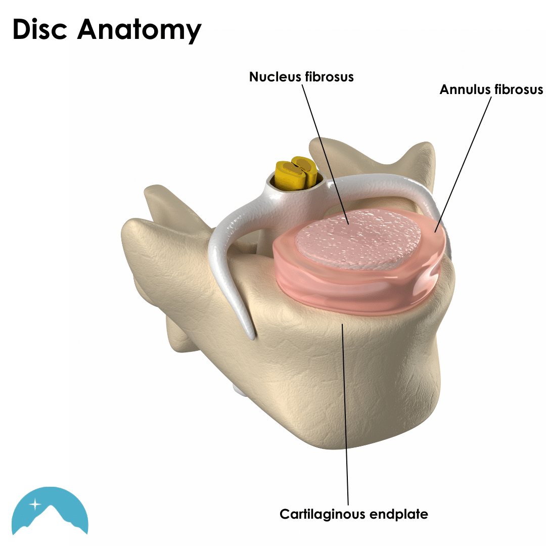 spinal disc anatomy and discogenic pain treatment in bend or